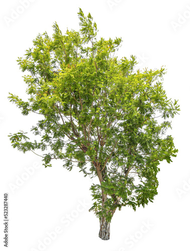 Tree on transparent background, real tree green leaf isolate die cut png file