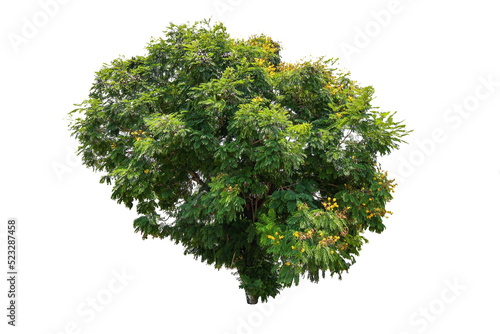 Tree on transparent background, real tree green leaf isolate die cut png file