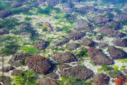 seaweed and rocks in the sea at low tide