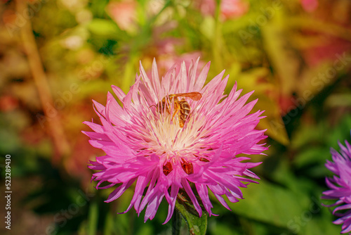 Bright flowers in the garden in the warm summer sun. A bee on a purple flower of Stokesia's aster Stokesia laevis close-up. photo