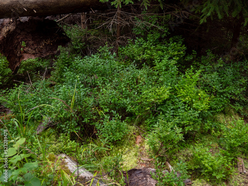 Healthy organic food - wild blueberries  Vaccinium Myrtillus  growing in forest. Photo of wild berries on a green background in the forest on summer day. Blueberries on a green bush. 