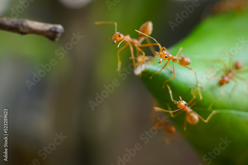 Red ants are defending and building a new nest. © Adisak