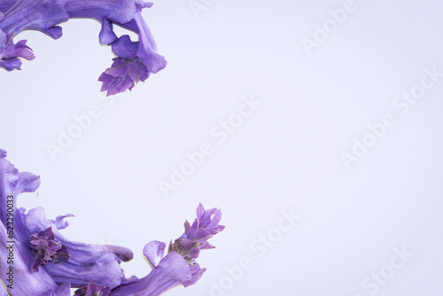 violet jacaranda frame photo
