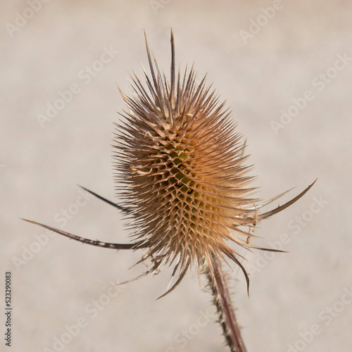 Close-up of a dried thistle flower