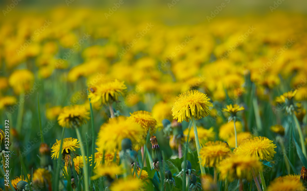 Glade with yellow dandelions with shallow depth of field. Summer wild flowers, natural texture Glade with yellow dandelions with shallow depth of field. Summer wild flowers, natural texture