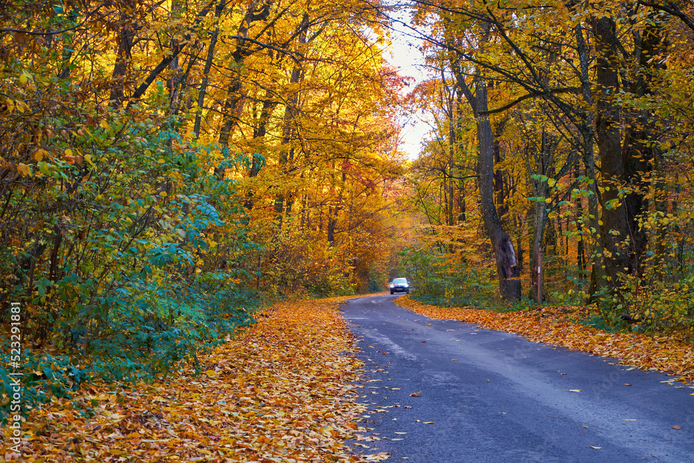 Obraz premium Road in the autumn forest, among the orange fallen leaves. The car is driving with the headlights on. Golden autumn in the Carpathian mountains