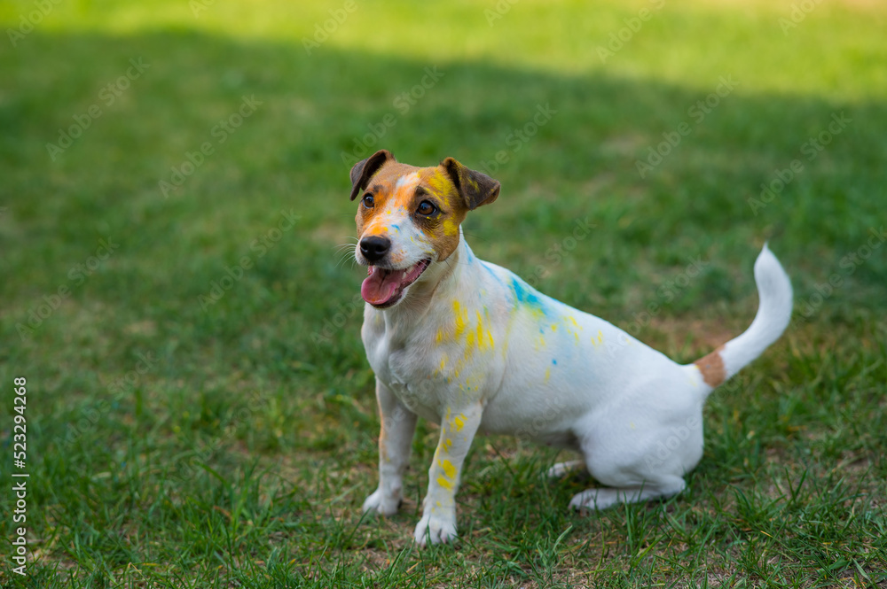 Portrait of dog jack russell terrier stained in holi paints outdoors. Portrait of dog jack russell terrier stained in holi paints outdoors.