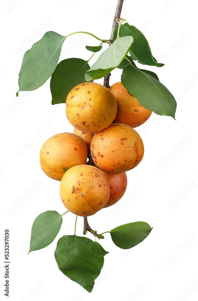ripe apricots hanging on branch with leaves isolated on white ripe apricots hanging on branch with leaves isolated on white