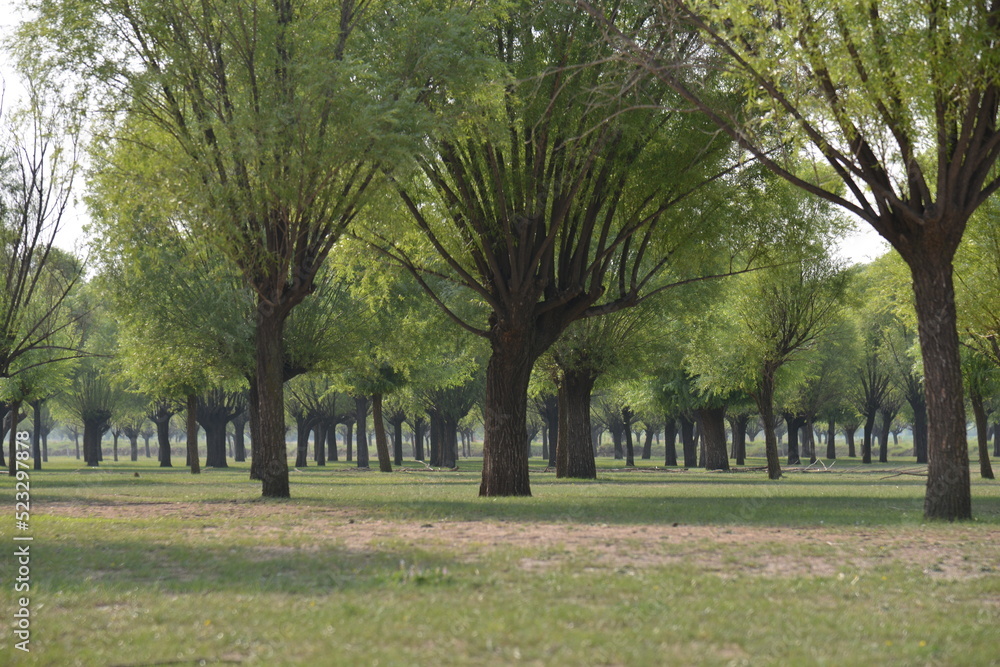 Naklejka premium 自然, 風景, 葉, 庭, 人道, 季節, 通り, 空, 裏通り, 太陽, 芝, ベンチ, 木, レーン, 公園, 森, 道, 草