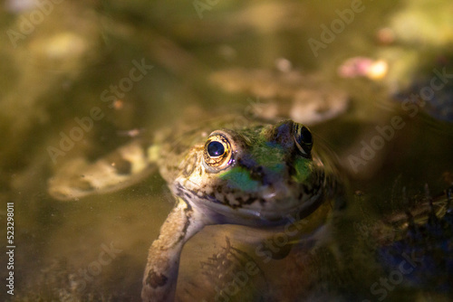 frog in the pond