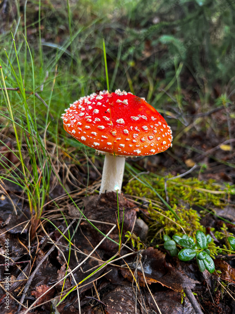 Psychedelic Mushroom (Amanita muscaria) Psychedelic Mushroom (Amanita muscaria)