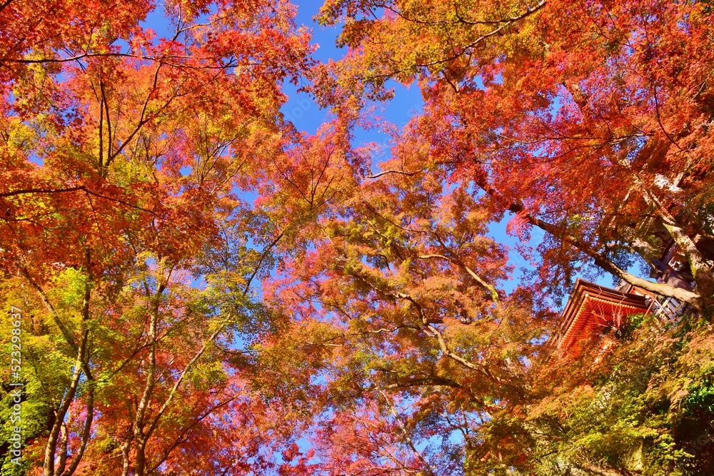 京都の秋　紅葉の清水寺