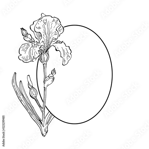 Hand drawn irises floral logo  frame  border  promo element. Brand emblem template. Minimalistic monogram.