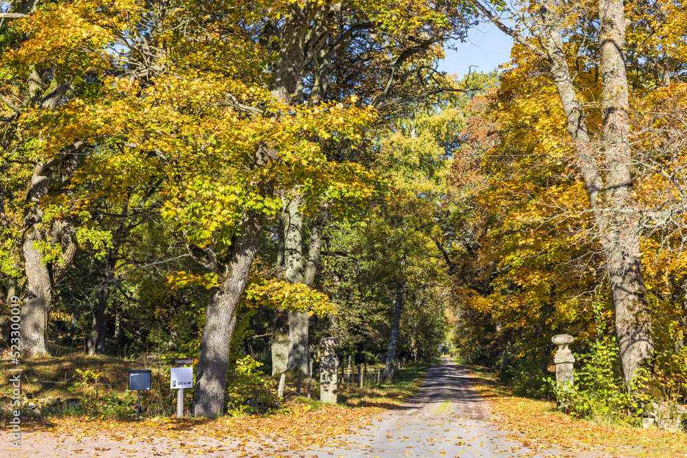 Naklejka premium Road with gateposts in a deciduous forest with autumn colors