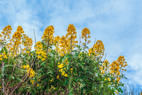 Yellow inflorescences of the golden wonder tree among green foliage, isolated against a blue sky. Cassia excelsa growing in Tenerife in the Canary Islands, Spain. Floral background with copy space photo