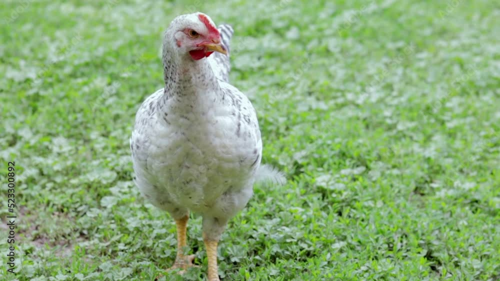 Chickens on the farm, poultry concept. White loose chicken outdoors. Funny bird on a bio farm. Domestic birds on a free range farm. Breeding chickens. Walk in the yard. Agricultural industry. Chickens on the farm, poultry concept. White loose chicken outdoors. Funny bird on a bio farm. Domestic birds on a free range farm. Breeding chickens. Walk in the yard. Agricultural industry.