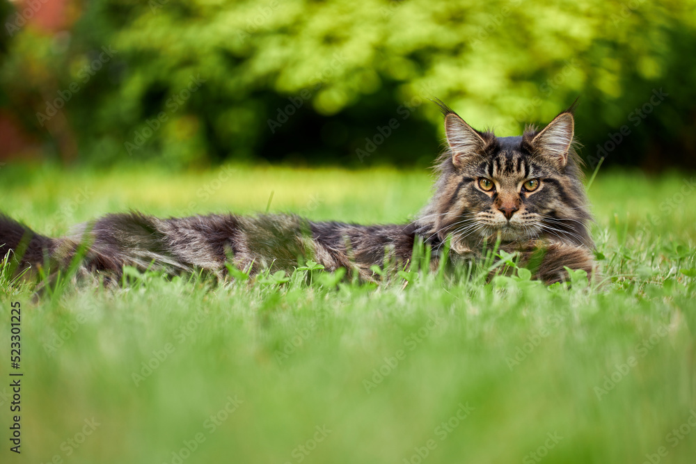 Fluffy tabby maine coon cat outdoors in sunny green garden lie down to rest.