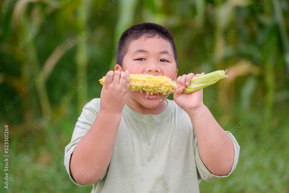 fat boy Deliciously eating fresh corn in the corn plantation Fat boy