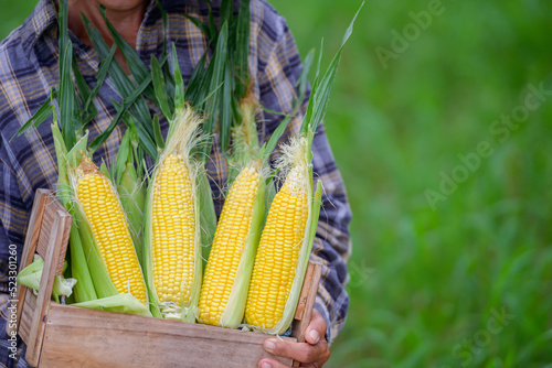 corn female agricultural worker holding raw corn and is harvesting crops in her corn field.