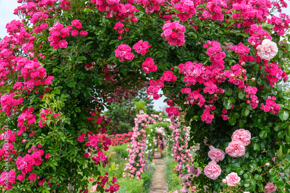 Fototapeta premium バラのトンネル