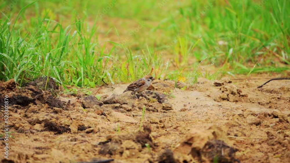 Sparrow jumps on the ground, then takes off, slow motion 250p (10x) Sparrow jumps on the ground, then takes off, slow motion 250p (10x)
