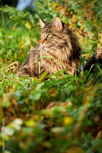 Large beautiful Maine Coon cat, portrait striped domestic cat resting in the grass. Warm sunny light in shady bushes