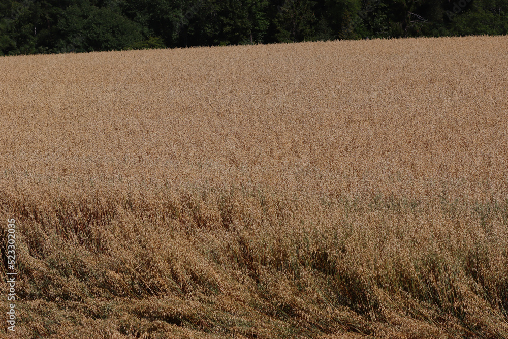 Fototapeta premium grain field