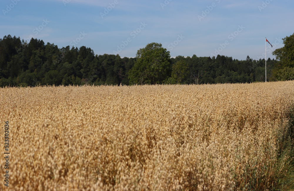 Fototapeta premium grain field