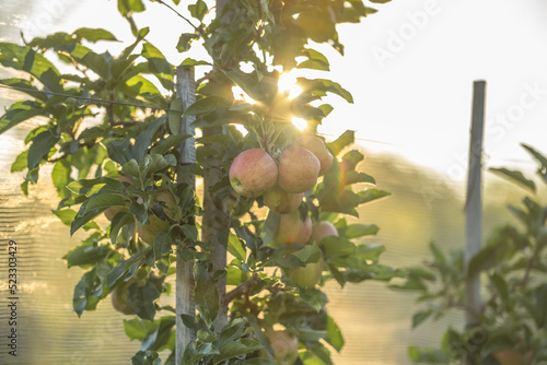 Reife Äpfel am Baum