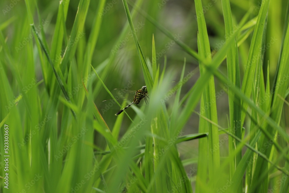 Fototapeta premium dragonfly in the grass