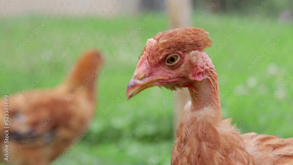 The breed of chicks is naked. Portrait of a bare-necked free-range hen in the countryside. Poultry on a small environmentally friendly livestock farm. Young red chicks. The breed of chicks is naked. Portrait of a bare-necked free-range hen in the countryside. Poultry on a small environmentally friendly livestock farm. Young red chicks.