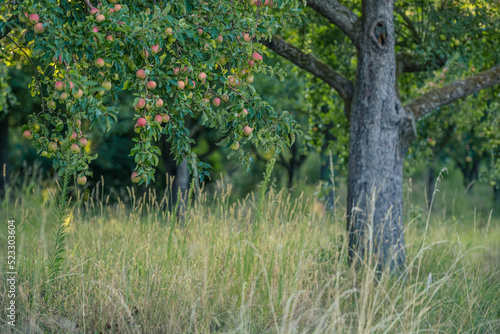 Apfelbaum, erntereif