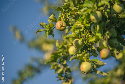 Apfelbaum, erntereif