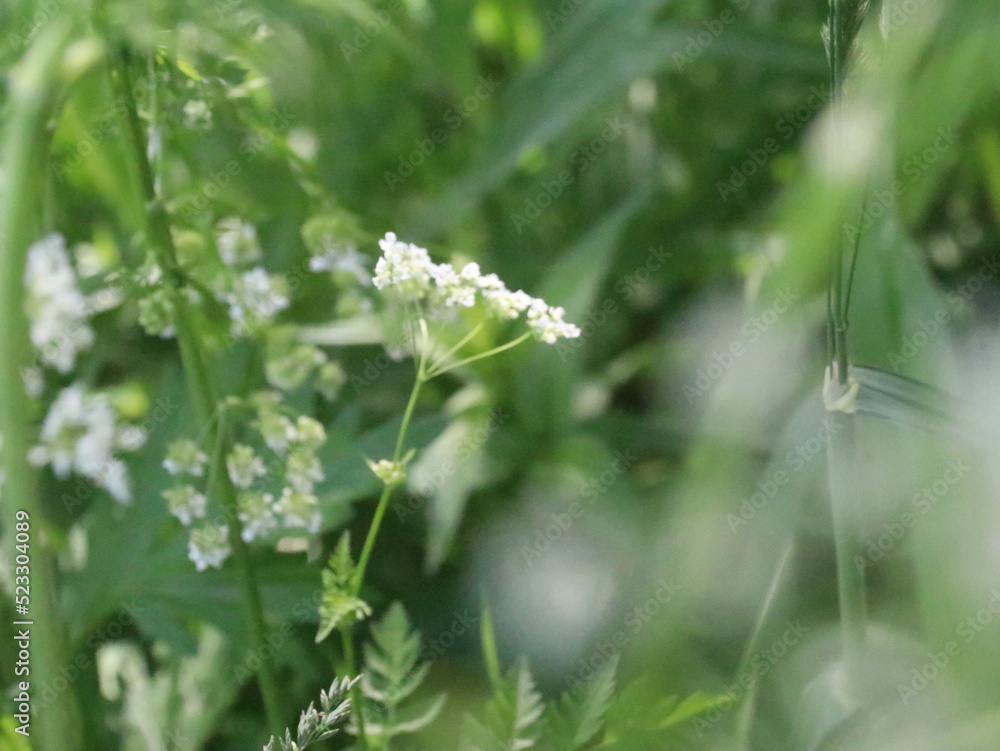 Small white flowers on blurred green background Small white flowers on blurred green background