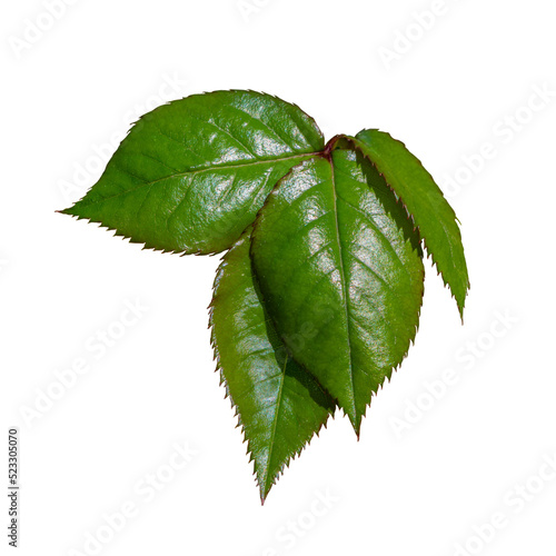 Rose leaves on a transparent background. Green leaves in natural sunlight isolated on transparent Elegant green rose leaves-isolate