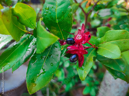 Mickey mouse plant (Ochna kirkii). Swollen bright red petals, somewhat resembling Mickey's ears, and unique.  that adorn the yard. photo