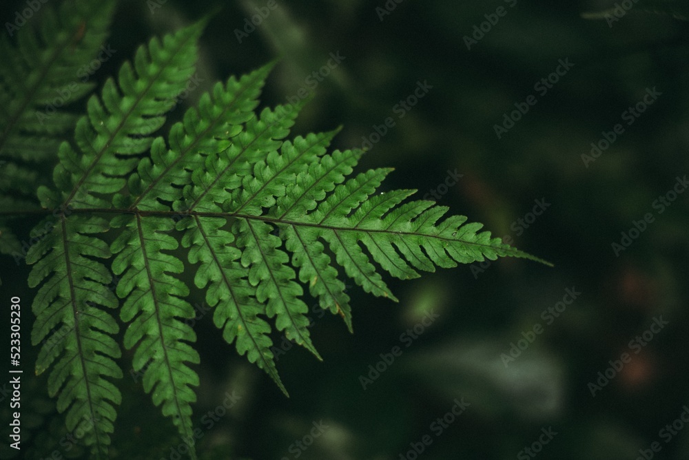 fern leaf in the forest fern leaf in the forest