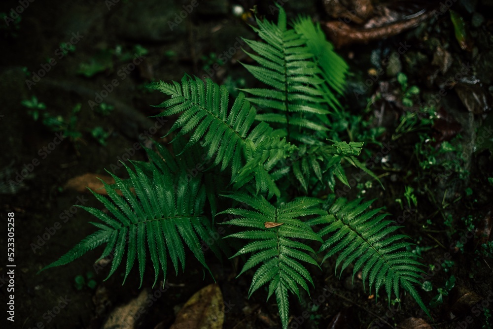 green fern in the forest