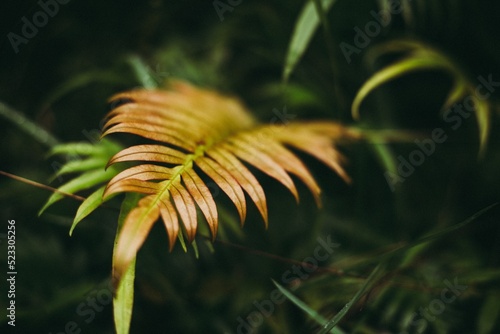 Yellow fern in the jungle