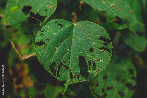 leaf on a tree