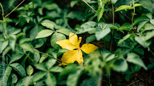 yellow flower on a green leaf
