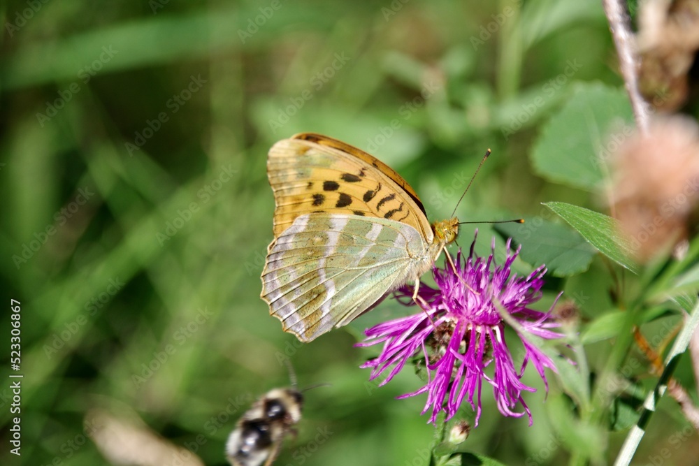 Obraz premium Kaisermantel 