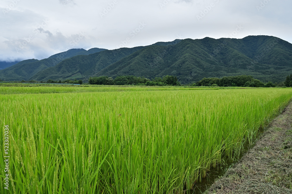 Fototapeta premium 水田と山