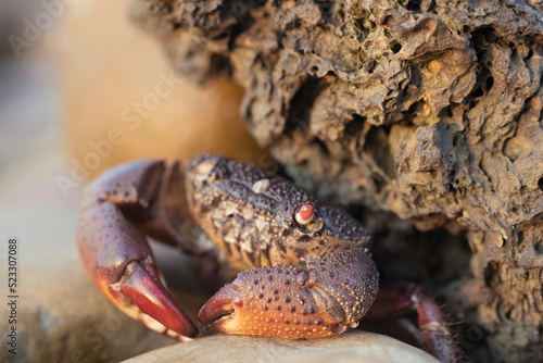 crab on the beach © jenhung