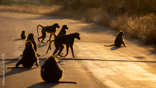 a troop of chacma baboons on the road in the golden hour
