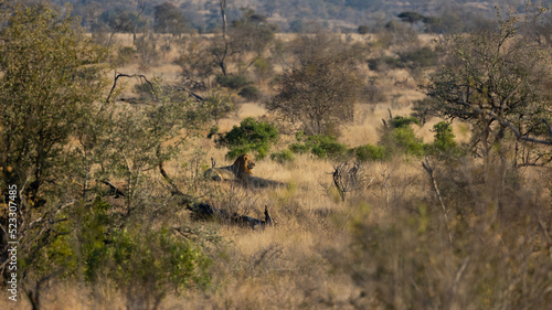 a distant visual of a male lion