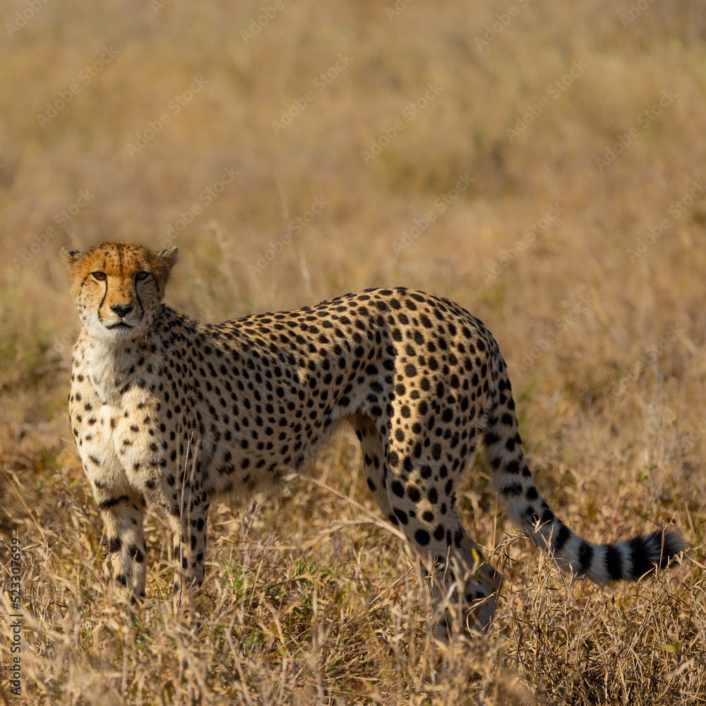 a Female cheetah on the move during the dry season a Female cheetah on the move during the dry season