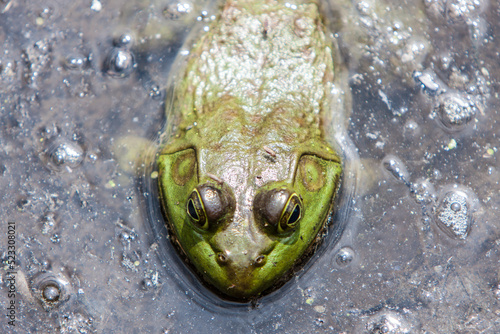 A close up of a frog I came across.