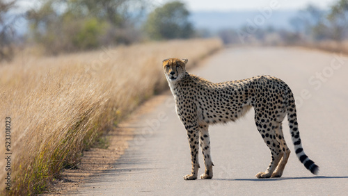 a cheetah on the road