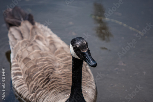 The famous Canada Geese